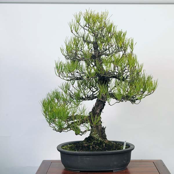 三河黒松　大品盆栽　根上がり　古木　縁起物　樹高105cm 盆栽 三河黒松*現品 くろまつ クロマツ kuromatsu 大品盆栽 大型ヤマト