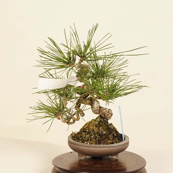 盆栽 特選：三河黒松* 現品 くろまつ クロマツ Kuromatsu bonsai 小品