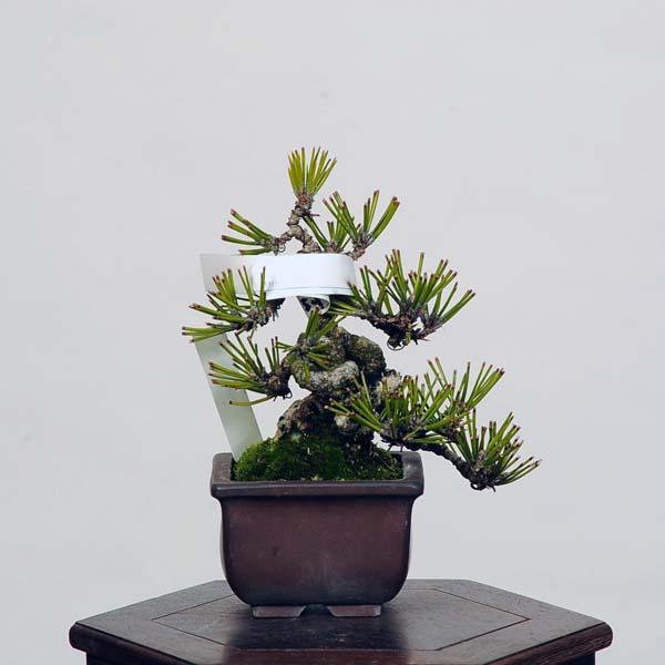 盆栽 特選：三河黒松* 現品 くろまつ クロマツ Kuromatsu bonsai 小品