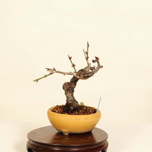 緋梅盆栽　極上品　樹齢(挿木)25年位 小品盆栽：緋梅*現品限り ヒバイ うめ ウメ Ume : 遊恵盆栽 Yahoo!店