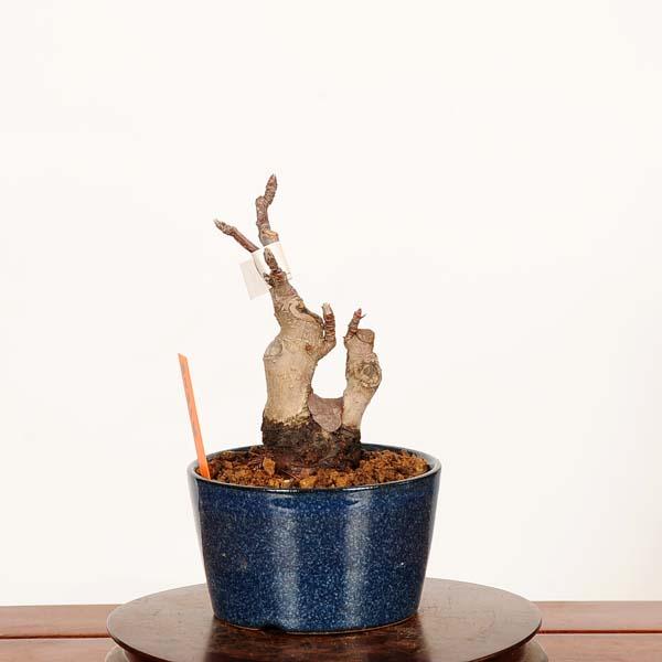 盆栽：姫りんご(冬あかね)*現品　一点物 林檎 りんご・リンゴ Malus domestica　ringo bonsai小品盆栽_1