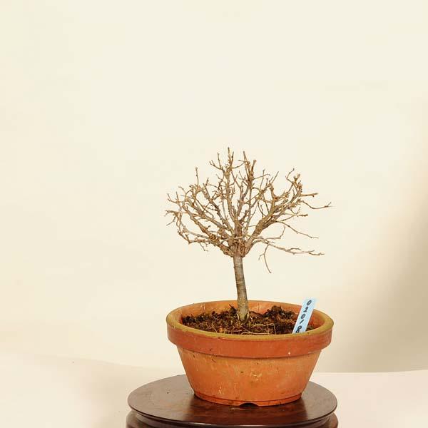 欅 盆栽 盆栽：欅(けやき) 現品*ケヤキ Zelkova serrata Keyaki bonsai 小品
