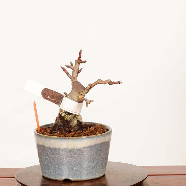 盆栽：姫りんご(紅乙女)*現品　一点物 林檎 りんご・リンゴ Malus domestica　ringo bonsai小品盆栽_1