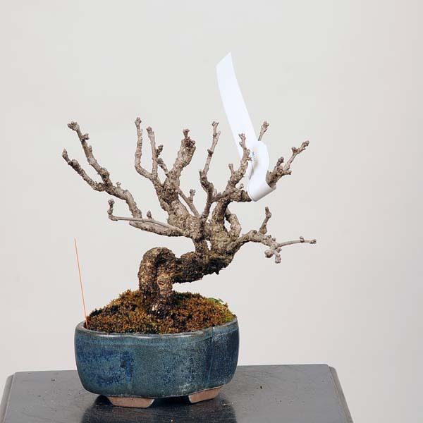 小品盆栽 つる梅もどき 現品 送料無料 Tsuruumemodoki Anlapus Com