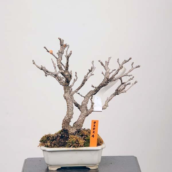 小品盆栽 荒皮つる梅もどき 激安通販専門店 現品 送料無料 Tsuruumemodoki