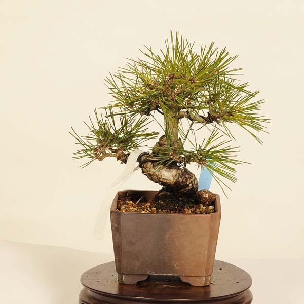 赤松 盆栽 _ Japanese Red Pine 赤松(懸崖) 床飾り #盆栽 #松柏盆栽 #赤松