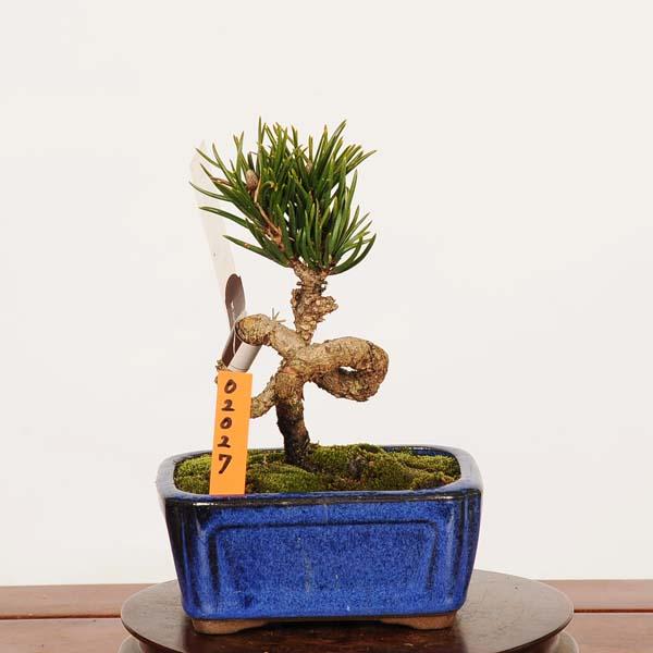 盆栽：寸梢黒松 現品 一点物*くろまつ クロマツ Pinus thunbergii 