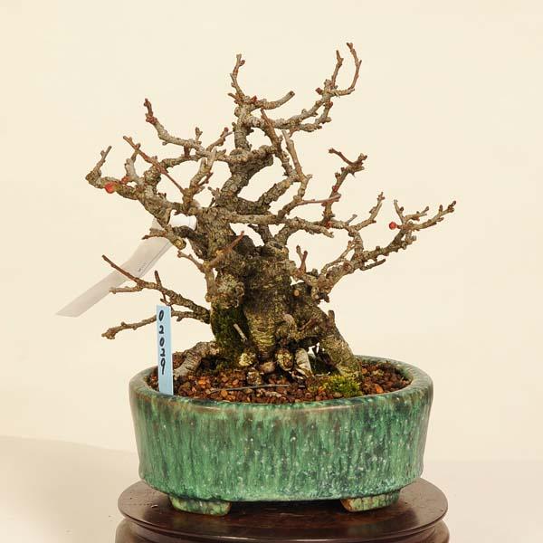 盆栽 特選：長寿梅(チョウジュバイ) 現品*ちょうじゅばい Cyoujyubai