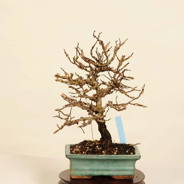盆栽：友禅欅 現品*ゆうぜんけやき ユウゼンケヤキ keyaki bonsai 小品