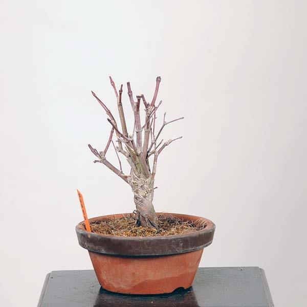 小品盆栽 山紅葉 現品 山もみじ モミジ Momiji 040 22vo 遊恵盆栽 Yahoo 店 通販 Yahoo ショッピング