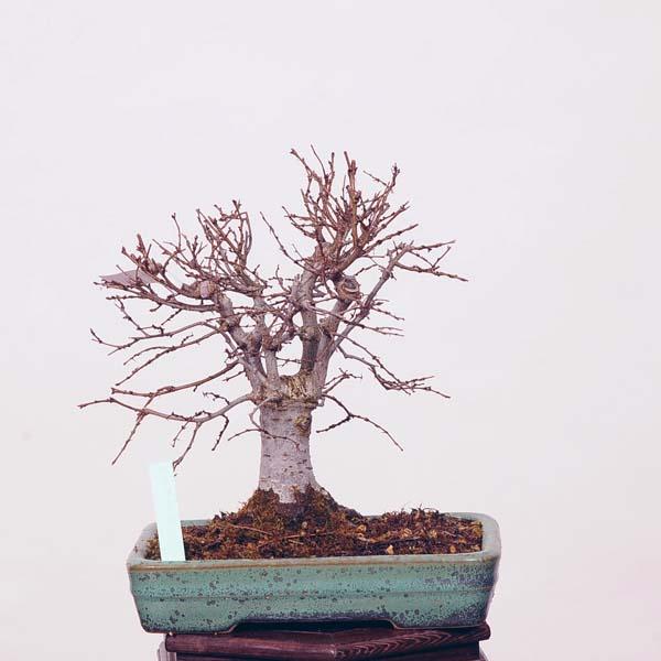 小品盆栽：特選欅(けやき) 現品*ケヤキ Keyaki bonsai : 遊恵盆栽
