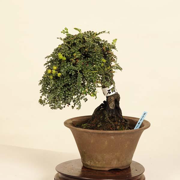 磯山椒 07 盆栽：磯山椒(いそざんしょう)現品*サンショウ Isozansyo Osreomeles