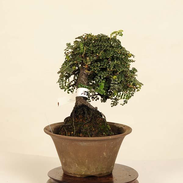 盆栽：磯山椒(いそざんしょう)現品*サンショウ Isozansyo Osreomeles