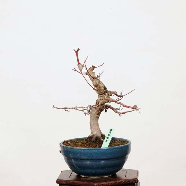 小品盆栽：山紅葉 現品*山もみじ モミジ Momiji : 遊恵盆栽 Yahoo!店