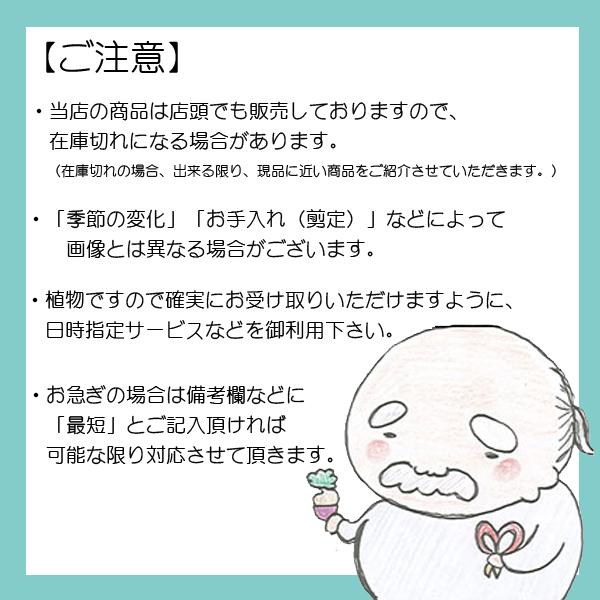 盆栽：庭梅(林生梅リンショウバイ)*現品 一点物 にわうめ ニワウメ　niwaume bonsai 小品盆栽_2