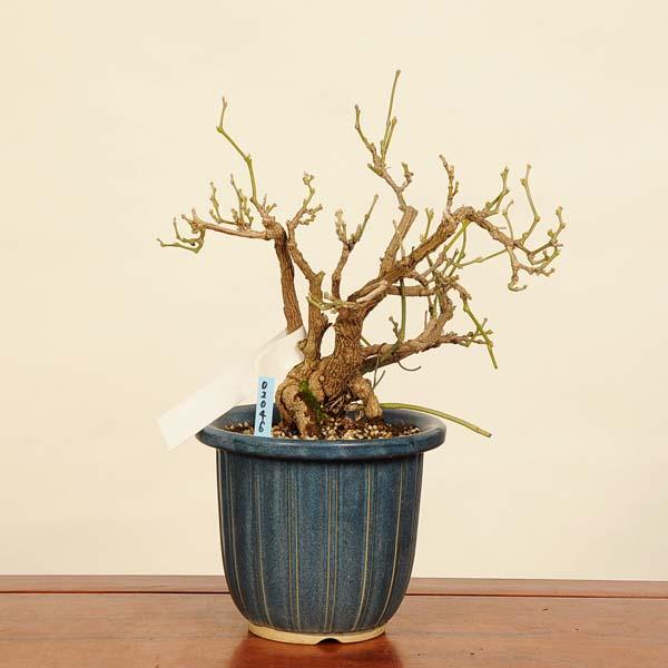 小品盆栽　馬の鈴草　開花中 盆栽：馬の鈴草(ウマノスズクサ)現品* Aristolochia debilis bonsai