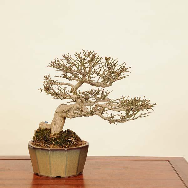 盆栽 特選：こまゆみ 現品*コマユミ Komayumi bonsai Euonymus alatus