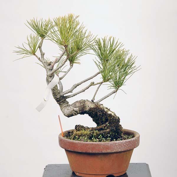 小品盆栽：実生五葉松*現品 ごようまつ ゴヨウマツ Goyoumatsu 送料