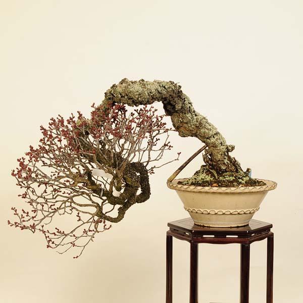 盆栽・苔玉 人気の希少品種！緋梅盆栽 極上品② 樹齢(挿木)25年 位 根