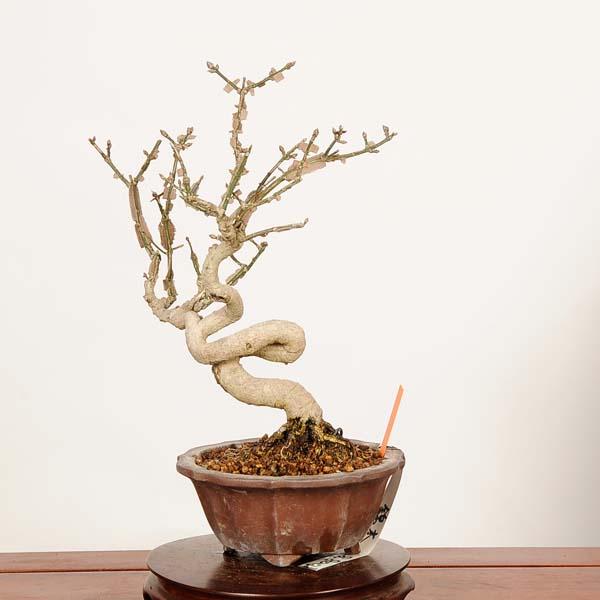 錦木　盆栽 古木　根張 盆栽：錦木（ニシキギ）*現品 一点物 にしきぎ Euonymus alatus