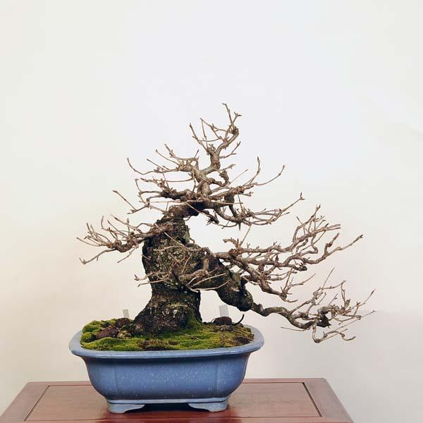 盆栽 特選：山桜(サクラ)　現品 *サクラ  Sakura bonsai【大型ヤマト便配送】 大品盆栽｜y-bonsai｜02