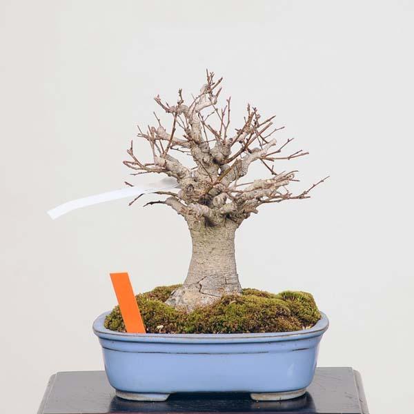 小品盆栽：特選欅(けやき) 現品*ケヤキ Keyaki bonsai : 遊恵盆栽