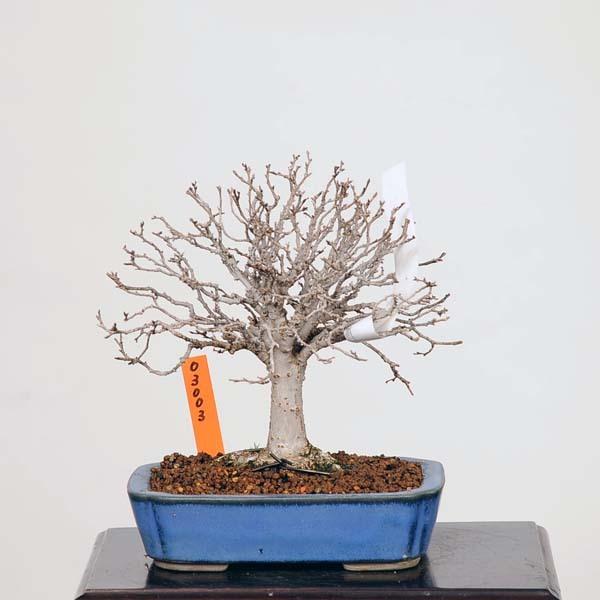 小品盆栽：特選欅(けやき) 現品*ケヤキ Keyaki bonsai : 遊恵盆栽