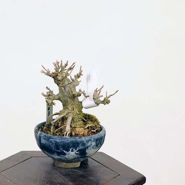 盆栽：楓 現品*(鉢カケ有)かえで カエデ Kaede bonsai Acer ミニ盆栽