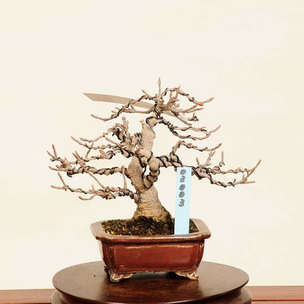 盆栽 特選：宮様楓 現品*かえで カエデ Kaede bonsai Acer ミニ盆栽