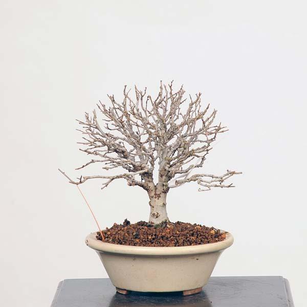 小品盆栽 特選欅 けやき Bonsai 22voならショッピング ランキングや口コミも豊富なネット通販 更にお得なpaypay残高も スマホアプリも充実で毎日どこからでも気になる商品をその場でお求めいただけます 花 ガーデニング 現品 ケヤキ 盆栽 盆栽 苔玉 Keyaki