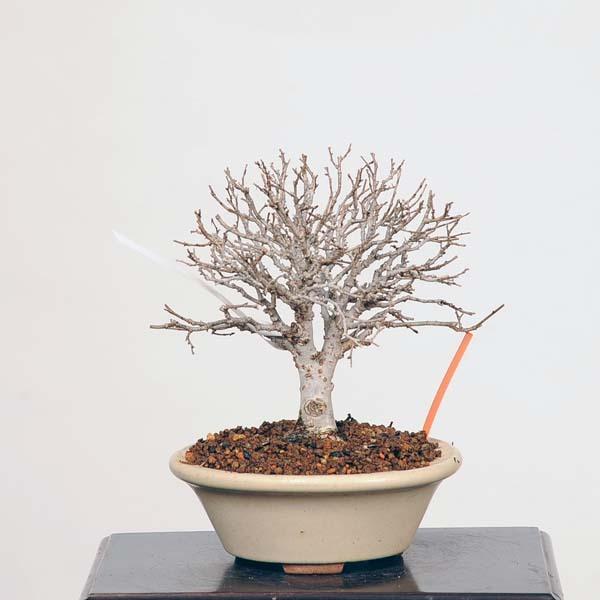 小品盆栽：特選欅(けやき) 現品*ケヤキ Keyaki bonsai : 遊恵盆栽