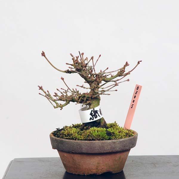 激安単価で ミニ盆栽 織姫紅葉 現品 もみじ モミジ Momiji 送料無料 お気にいる Www Thedailyspud Com