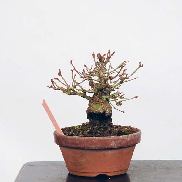 100 本物保証 ミニ盆栽 織姫紅葉 現品 もみじ モミジ Momiji 送料無料 新着商品 Kuljic Com