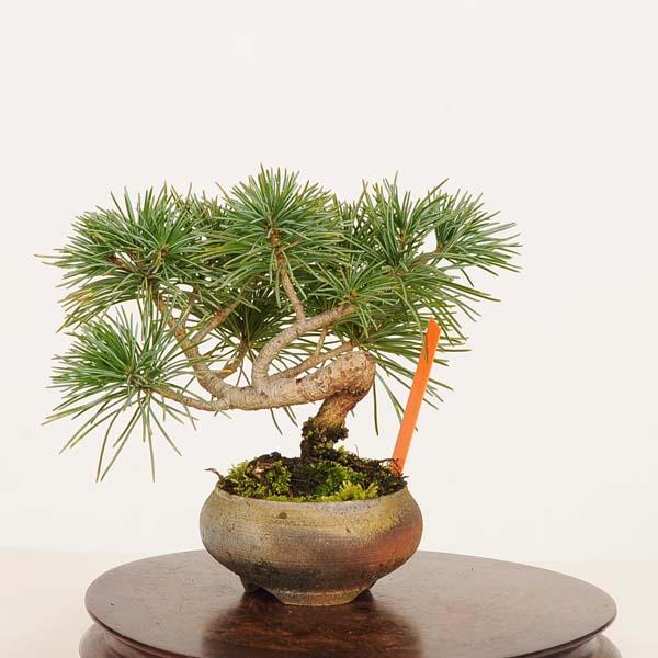 盆栽：実生五葉松*現品 一点物 ごようまつ ゴヨウマツ Goyoumatsu ミニ