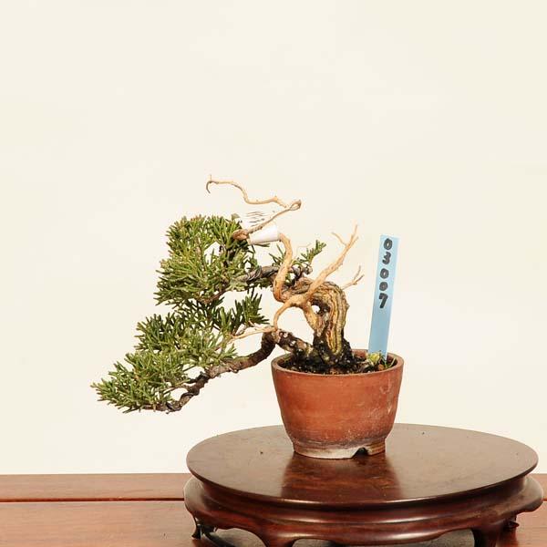 盆栽：特選糸魚川真柏 現品* しんぱく シンパク Sabina chinesis