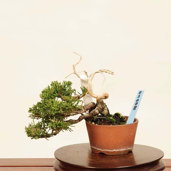 盆栽：特選糸魚川真柏 現品* しんぱく シンパク Sabina chinesis