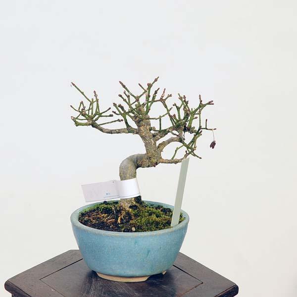 盆栽：こまゆみ　現品*コマユミ　Komayumi bonsai Euonymus alatus　小品盆栽｜y-bonsai｜02