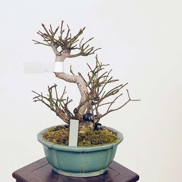 盆栽：こまゆみ　現品*コマユミ　Komayumi bonsai Euonymus alatus　小品盆栽｜y-bonsai｜02