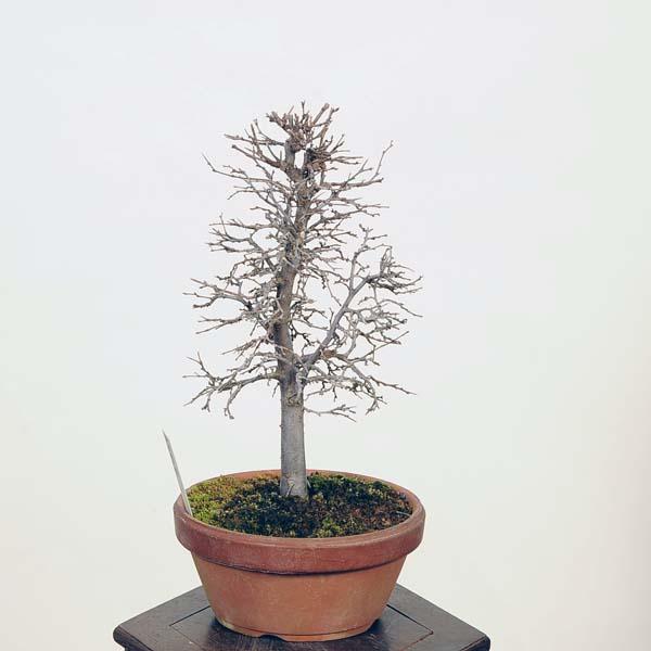 盆栽：欅(けやき)　現品*ケヤキ Zelkova serrata　Keyaki bonsai 小品盆栽｜y-bonsai｜02