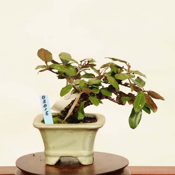 盆栽：寒ぐみ 現品*カングミ Kangumi bonsai Elaeagnus 小品盆栽