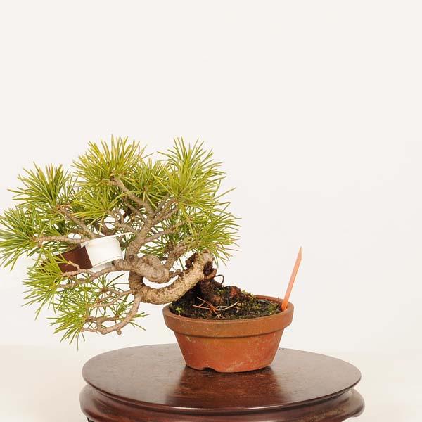 盆栽：実生五葉松* 一点物　現品 ごようまつ　ゴヨウマツ　Goyoumatsu bonsai ミニ盆栽_1