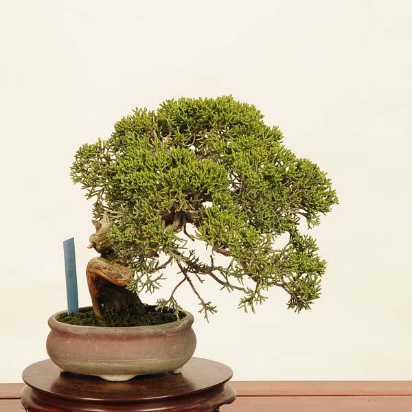 盆栽：特選糸魚川真柏 現品* しんぱく シンパク Sabina chinesis
