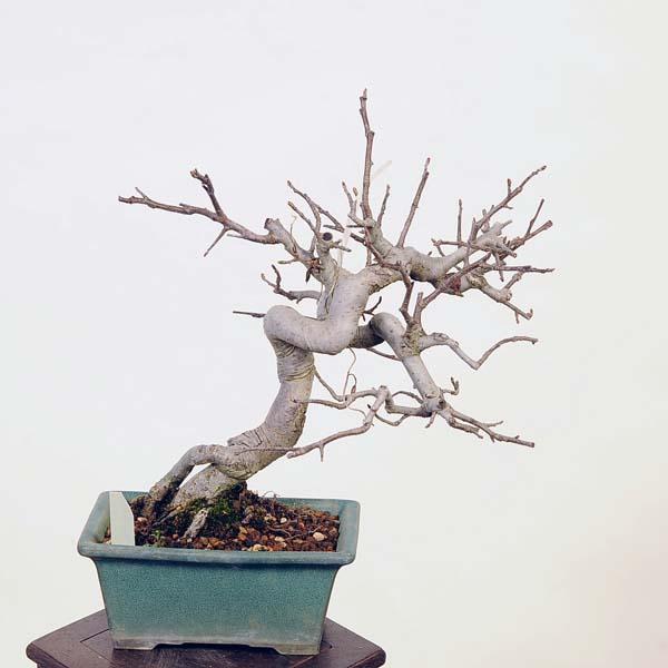 盆栽：深山かいどう　現品*カイドウ Miyanakaidou bonsai 小品盆栽｜y-bonsai｜02