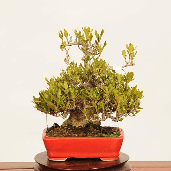 実成くちなし　小品盆栽 盆栽：実成梔子(くちなし)*現品 一点物 クチナシ