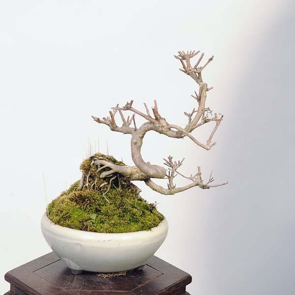 盆栽：小紫式部(こむらさきしきぶ)現品*ムラサキシキブ