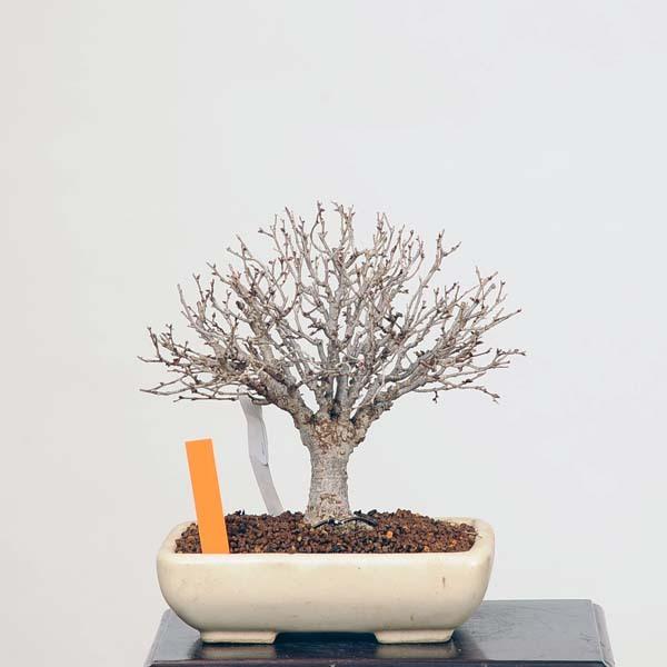 小品盆栽：特選欅(けやき) 現品*ケヤキ Keyaki bonsai : 遊恵盆栽