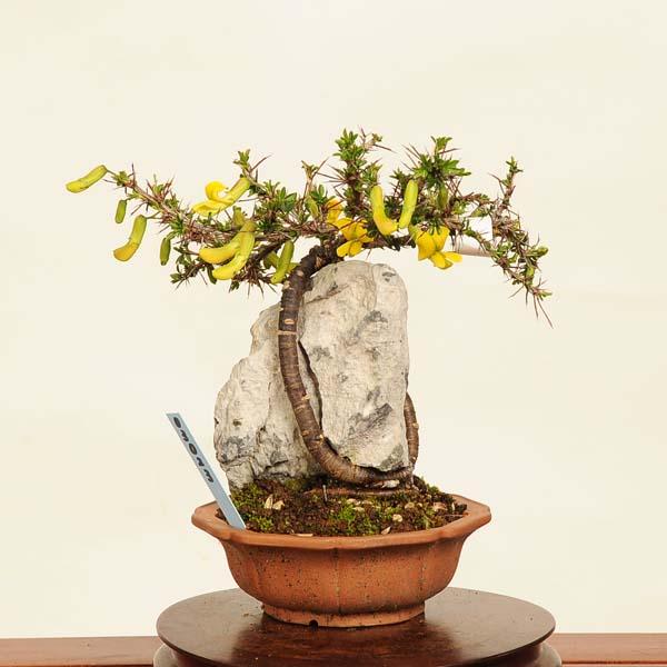 盆栽：金雀花(むれすずめ)石付 現品*ムレスズメ Muresuzume bonsai