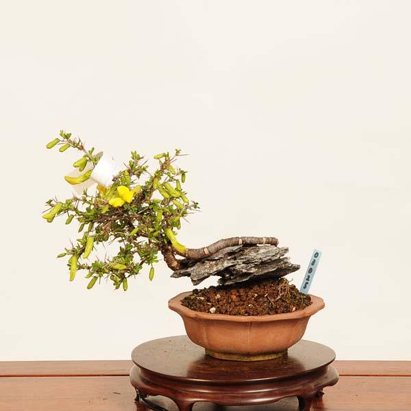 盆栽：金雀花(むれすずめ)石付 現品*ムレスズメ Muresuzume bonsai