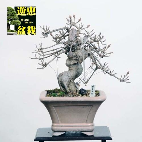 小品盆栽：山法師【現品】*やまぼうし【送料無料】｜y-bonsai