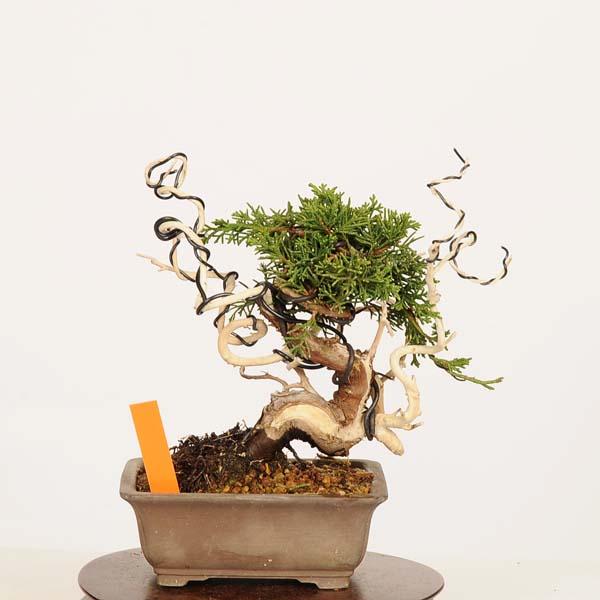盆栽：特選糸魚川真柏 現品* しんぱく シンパク Sabina chinesis